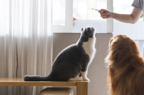What you need to know about the composition of treats for cats and dogs