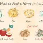 What you need to know to formulate a horse diet