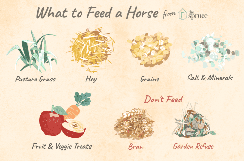 What you need to know to formulate a horse diet