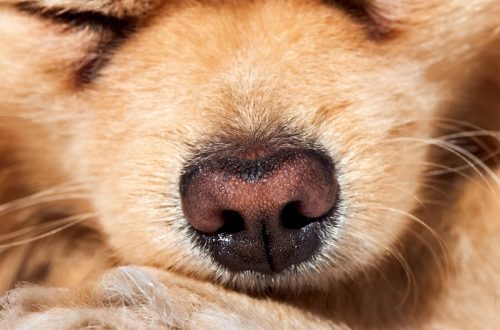 When a dog&#8217;s nose might be dry, hot, or cold