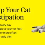 When a kitten has constipation – choose a remedy as a laxative