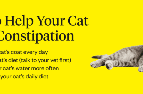 When a kitten has constipation &#8211; choose a remedy as a laxative