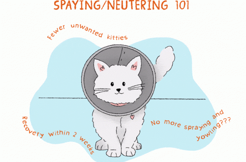 When are kittens spayed?