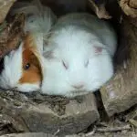 When, how much and how do guinea pigs sleep