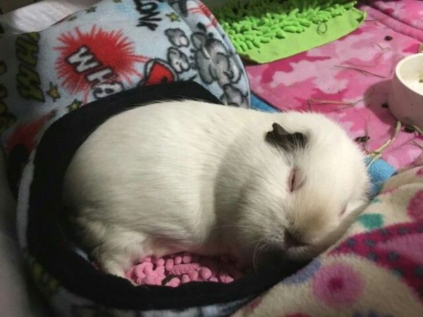 When, how much and how do guinea pigs sleep