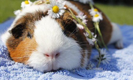 When, how much and how do guinea pigs sleep