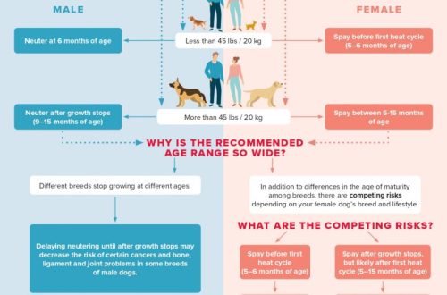 When is the best time to spay a dog: everything you need to know