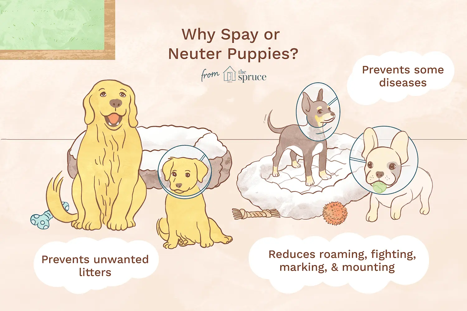 When is the best time to spay a dog: everything you need to know