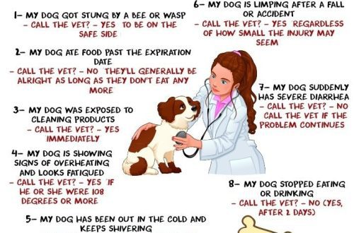 When to Call the Veterinarian
