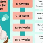 When to vaccinate a kitten for the first time and what threatens reluctance to vaccinate an animal