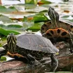Where and how do red-eared turtles live in nature