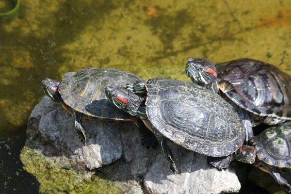 Where and how do red-eared turtles live in nature