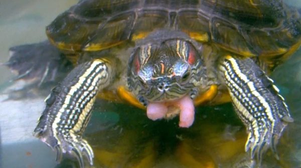 Where and how do red-eared turtles live in nature