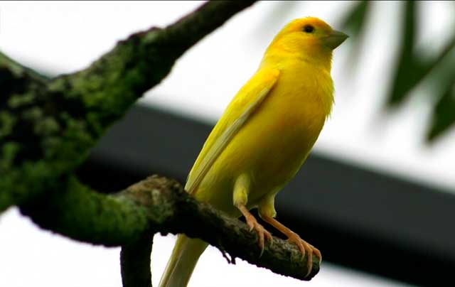 Where canaries live: the history of the distribution of canaries
