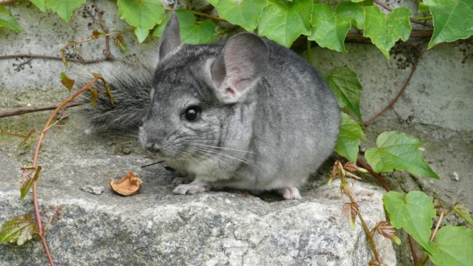 Where do chinchillas live in the wild: photos of the animal, description of the habitat and lifestyle