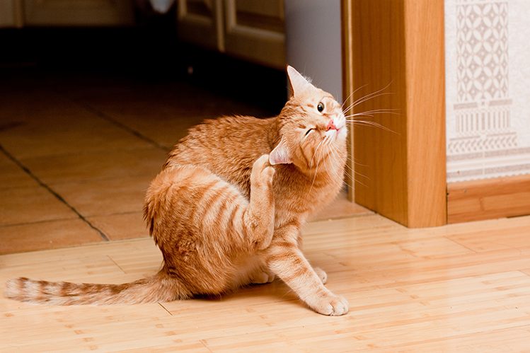 Where do domestic cats get fleas from?