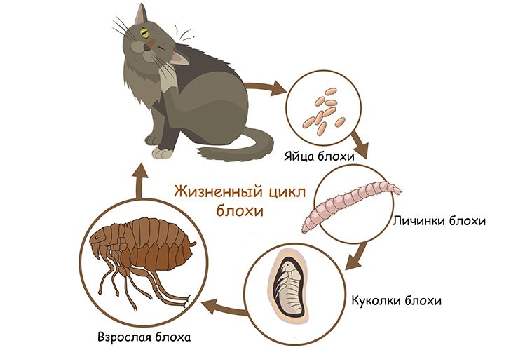 Where do domestic cats get fleas from?