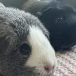 Where do guinea pigs live in the wild, the homeland and natural habitat of the rodent