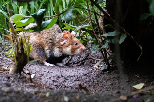 Where do hamsters live in the wild: habitat and enemies of the rodent