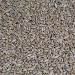 Where is the best place to buy wheat for chickens?