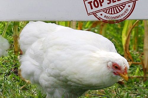 Where to buy broiler chickens: several ways to buy