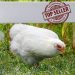 Why vitamins are needed for chickens, what is affected by their lack
