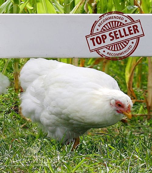 Where to buy broiler chickens: several ways to buy