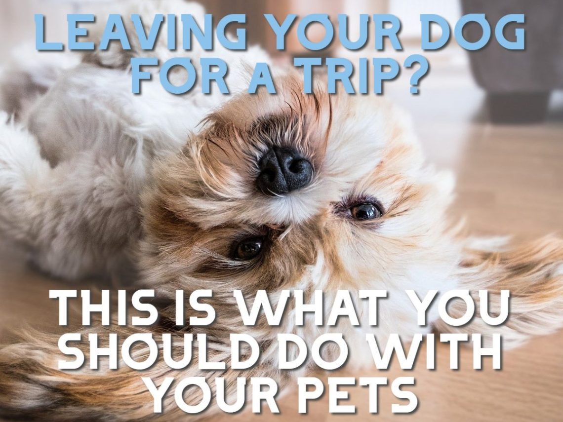 Where to leave your dog on vacation