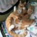 How often can you wash a cat or kitten: the frequency of the procedure, recommendations and tips