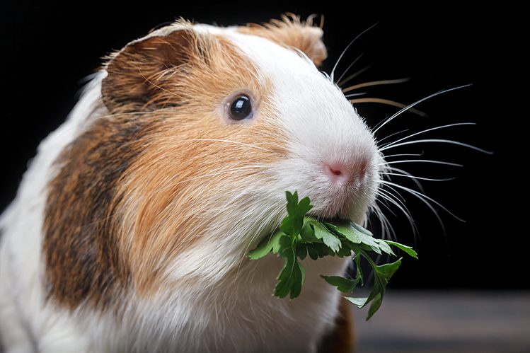 Where to see the most beautiful gerbils and guinea pigs?