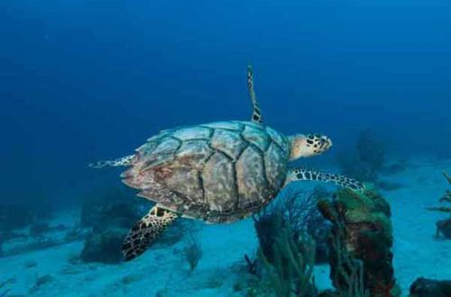 Where turtles live: the habitat of sea and land turtles in the wild