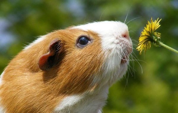 Whether guinea pigs stink or not, the reasons for the smell from a rodent