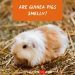 Features of the character, behavior and intelligence of guinea pigs