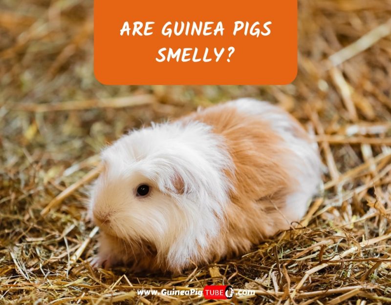 Whether guinea pigs stink or not, the reasons for the smell from a rodent