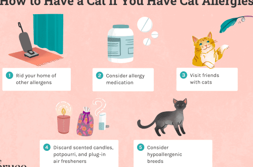 Which cat can get allergic?