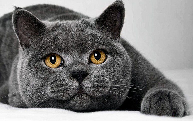 Which cat is better to have in an apartment - an overview of the most calm, unpretentious and hassle-free breeds