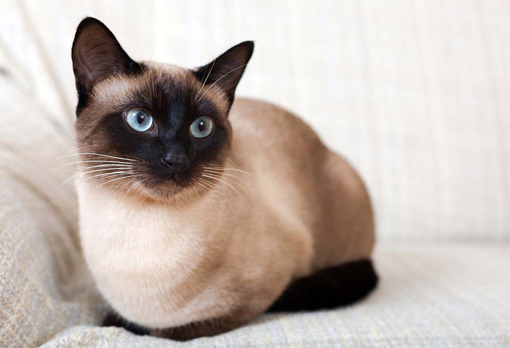 Which cat is better to have in an apartment - an overview of the most calm, unpretentious and hassle-free breeds