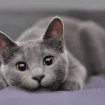 Which cat is better to have in an apartment – an overview of the most calm, unpretentious and hassle-free breeds