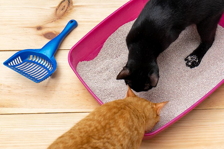 Which cat litter to choose?