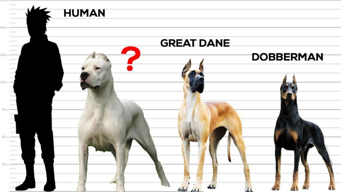 Which dog breeds are among the strongest dogs in the world?