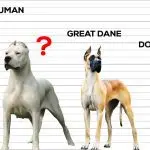 Which dog breeds are among the strongest dogs in the world?