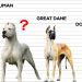 Nickname for a dog of a small breed boy: tips, rules and a top list of the most successful names