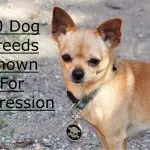 Which dog breeds are the most aggressive: characteristic qualities of breeds and useful tips from dog breeders