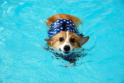 Which dog breeds cant swim?