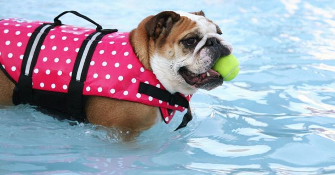 Which dog breeds can&#8217;t swim?