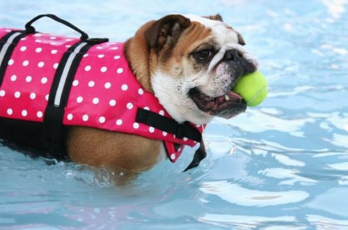 Which dog breeds can&#8217;t swim?