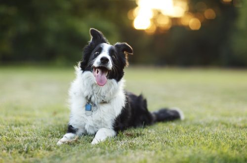Milline koer on maailma targem: koeratõud ja omadused