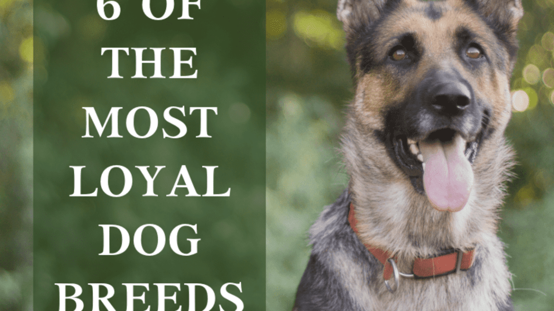 Which dogs are considered the most loyal: a description of the breeds and interesting facts
