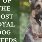 Which dogs are considered the most loyal: a description of the breeds and interesting facts