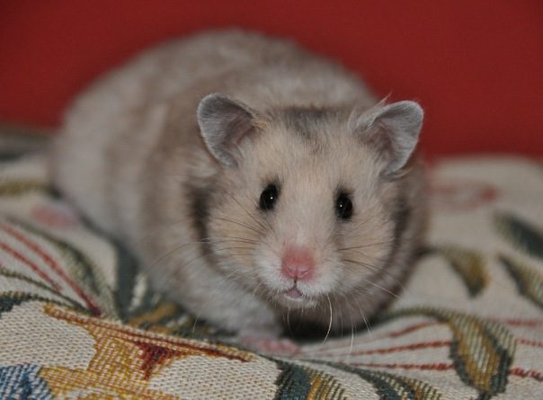 Which hamster is better than Dzungarian or Syrian: differences, comparison, which one is better to choose for a child